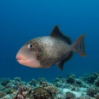 Yellowmargin Triggerfish