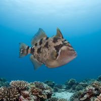 Stone Triggerfish