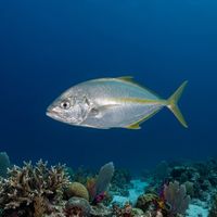 White Trevally