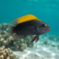 Dusky Dottyback