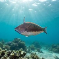 Yamashiro's Wrasse