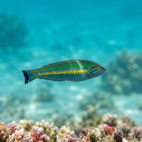 Pencil Wrasse