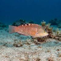 Luculent Wrasse