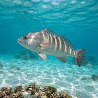 Adult Argentinian sandperch resting on a sandy seafloor, elongated body with mottled brownish banding.