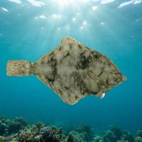 Winter Flounder