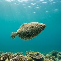Ocellated Flounder