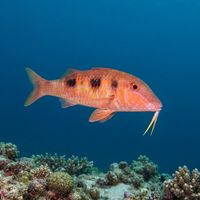 Spotted goatfish with reddish body, three dark saddle blotches, and chin barbels hovering over sand near a reef.