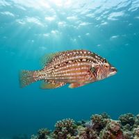 Cockerel Wrasse