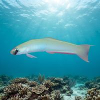 Lyretail Dartgoby