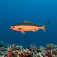 Dark-banded Fusilier
