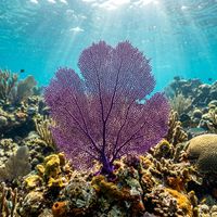 Purple Sea Fan coral with a broad, flat, purple-violet fan-shaped colony growing on a shallow tropical reef.