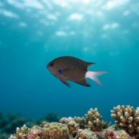 Blue-axil Chromis