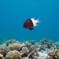 Chocolate Dip Damselfish
