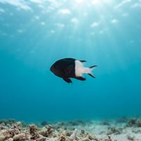 Small two-tone chromis with a pale grey-white front half and dark blue rear half hovering over reef coral.