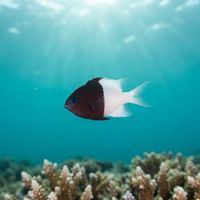 Half-and-half Chromis