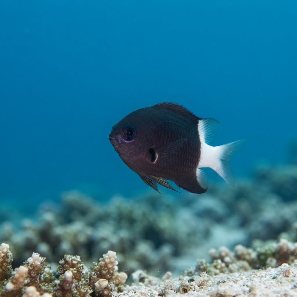 Bicolor Chromis