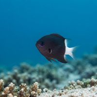 Bicolor Chromis