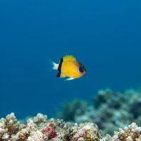 Blackbar Chromis