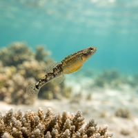 Quagga Goby