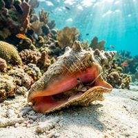 Queen conch with large spiral shell, flared pink outer lip and speckled brown exterior resting on a sandy Caribbean seafloor.
