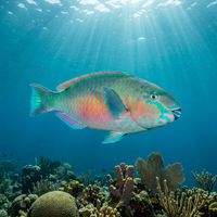 Queen Parrotfish terminal-phase male with vivid blue-green body and orange-green facial markings grazing on a Caribbean coral reef.
