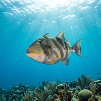 Queen Triggerfish