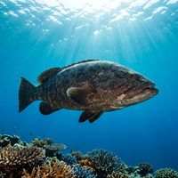 Queensland Grouper with mottled grey-brown body and massive wide mouth resting near a coral reef.