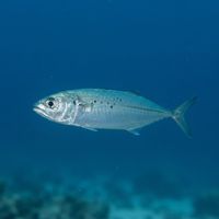 Indian Mackerel