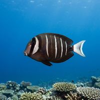 Razor surgeonfish with grey-brown body, yellow facial markings, and a row of bony plates along the tail swimming near a rocky reef.