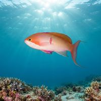 Red-bar Anthias