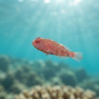 Red Clingfish