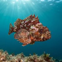 Red Rock Cod