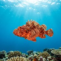 Red Scorpionfish (Scorpaenidae spp.) swimming in its natural underwater habitat