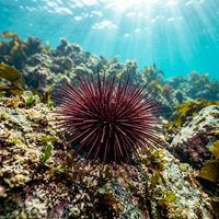 Red Sea Urchin
