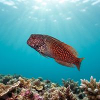 Red-streaked Blenny