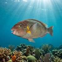Redband Parrotfish showing green and blue-green scaling with a red facial band, grazing over a shallow Caribbean coral reef.