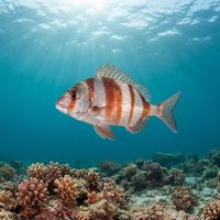 Redbanded Seabream