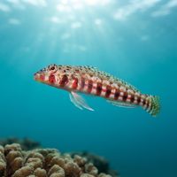 Redbar Sandperch