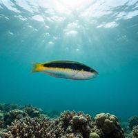 Redcheek Wrasse (Thalassoma genivittatum) underwater