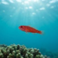 Redface Dwarf Goby