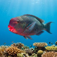 Redlip Parrotfish with green and blue-green scales and reddish lip markings grazing on a shallow tropical coral reef.