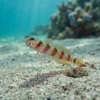 Redmargin Shrimpgoby