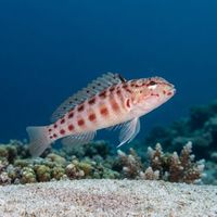 Redspotted Sandperch
