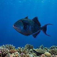 Redtooth Triggerfish, a deep blue fish with a forked tail and small red teeth, swimming over a coral reef.