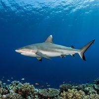 Grey reef shark with a grey body, white-tipped dorsal fin, and dark-edged tail fins cruising along a coral reef slope.