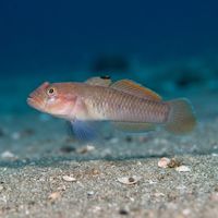 Small blackeye goby with a sandy brown body and large dark eye perched on a rocky reef ledge.