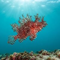 Weedy Scorpionfish
