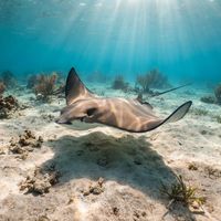 Australian Cownose Ray
