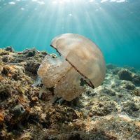 Sand Jellyfish