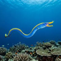 Ribbon eel with vivid blue body and yellow face peering from a sandy burrow on a coral reef.